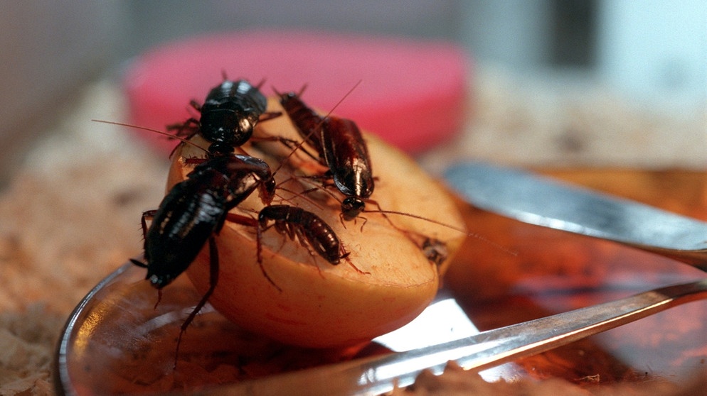 Kakerlaken tun sich an einem Apfel gütlich | Bild: picture-alliance/dpa