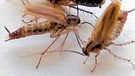 drei männliche Schaben umwerben um ein Kakerlaken-Weibchen | Bild: picture-alliance/dpa