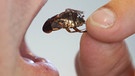 Kakerlake wird in einen Mund geschoben | Bild: picture-alliance/dpa