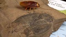 300 Millionen Jahre alte Versteinerung einer Schabe | Bild: picture-alliance/dpa