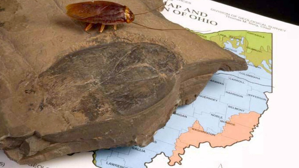 300 Millionen Jahre alte Versteinerung einer Schabe | Bild: picture-alliance/dpa