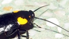 Diese noch unbenannte Kakerlake wurde im Juni 2012 in Vietnam entdeckt | Bild: picture-alliance/dpa
