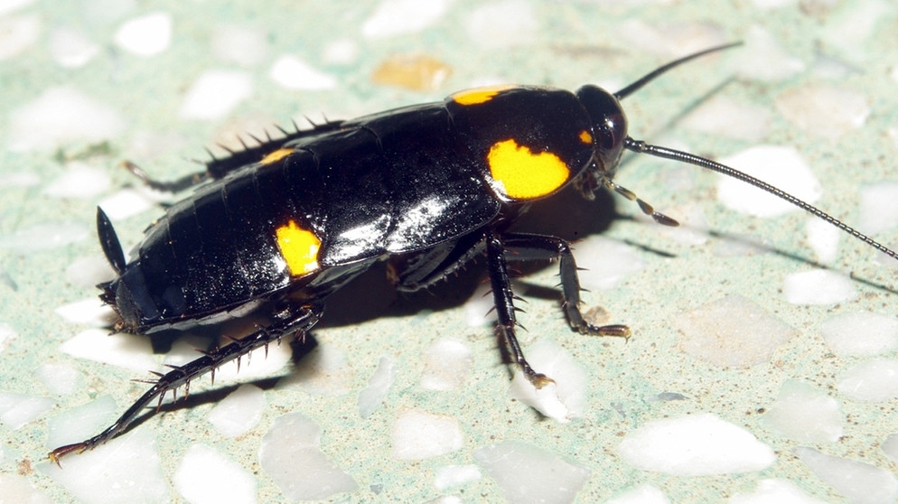 Diese noch unbenannte Kakerlake wurde im Juni 2012 in Vietnam entdeckt | Bild: picture-alliance/dpa