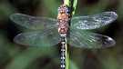 Eine Libelle der Art Herbstmosaikjungfer | Bild: picture-alliance/dpa
