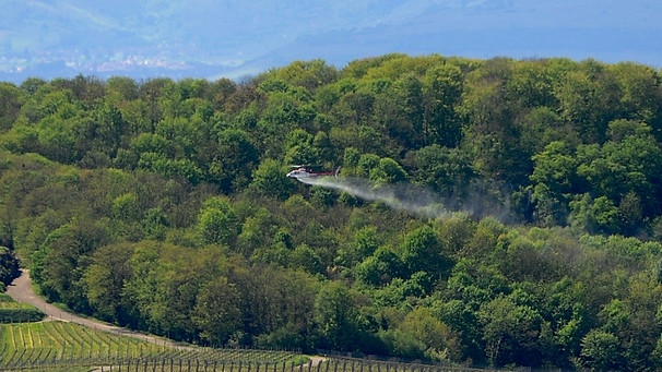 Maikäferbekämpfung mit dem Hubschrauber am Kaiserstuhl (2011) | Bild: picture-alliance/dpa