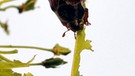 Fraßschäden durch Maikäfer an jungen Blättern eines Ahornbaumes | Bild: picture-alliance/dpa