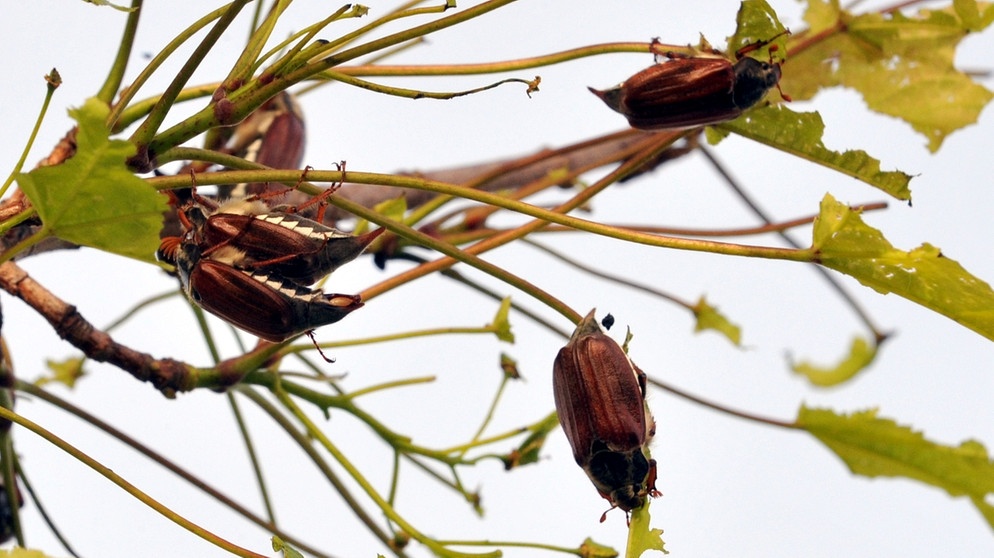Fraßschäden durch Maikäfer an jungen Blättern eines Ahornbaumes | Bild: picture-alliance/dpa