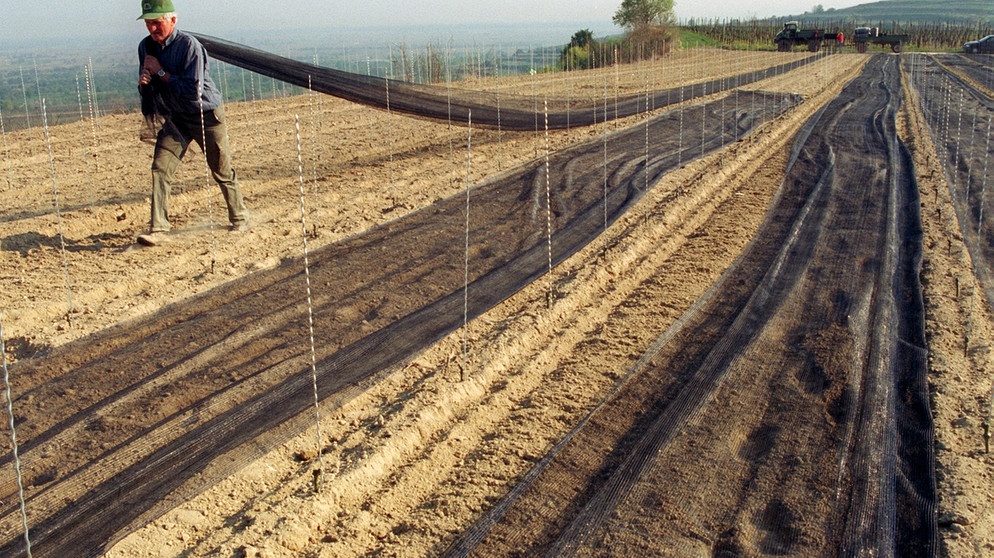 Ein Landwirt überzieht den Boden zwischen frisch eingepflanzten Jungreben mit Netzen und rüstet sich  gegen eine Maikäferplage (1997) | Bild: picture-alliance/dpa