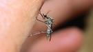 Eine Stechmücke (Culex) saugend auf Menschenhaut | Bild: picture-alliance/dpa