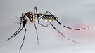 Die Ägyptische Tigermücke (auch: Gelbfiebermücke, Aedes aegypti) ist als Überträgerin von Zika-, Dengue, Chikungunya- und Gelbfieber berüchtigt. | Bild: picture-alliance/dpa