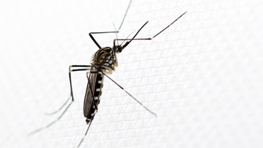 Weibchen der ostasiatischen Mückenart Aedes koreicus | Bild: Dorian D. Dörge, Senckenberg & Goethe-Universität