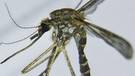 Stechmücke unter dem Mikroskop | Bild: picture-alliance/dpa