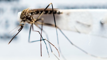 Eingeschickte Mücke für Mückenatlas. | Bild: picture-alliance/dpa