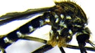 Asiatische Buschmücke (Aedes japonicus) | Bild: ZALF / Dorothee Zielke