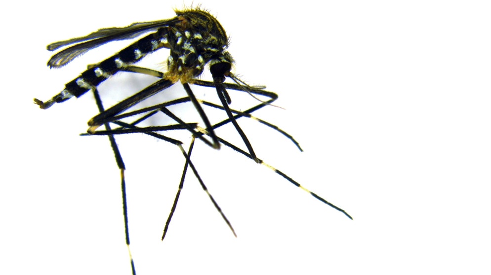 Asiatische Buschmücke (Aedes japonicus) | Bild: ZALF / Dorothee Zielke