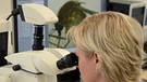 Mückenexpertin Doreen Werner, ZALF, vor dem Mikroskop | Bild: ZALF / Monique Luckas