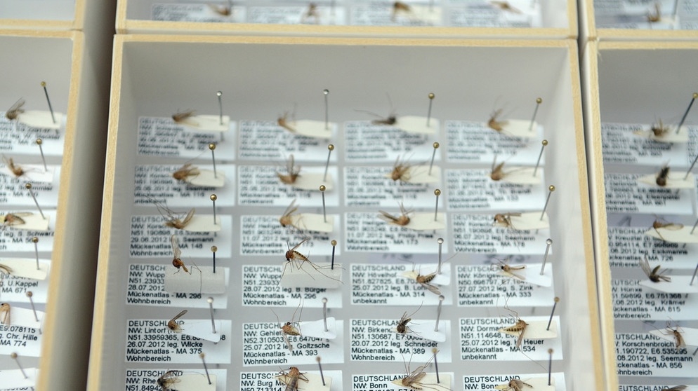 Mücken-Präparate für das Archiv | Bild: ZALF / Monique Luckas