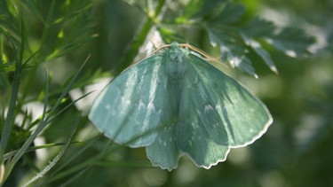 Grünes Blatt (smaragdfarbene Schmetterlingsart) zwischen grünen Blättern | Bild: Markus Gastl, Hortus Insectorum