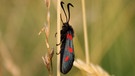 Widderchen auf einem Grashalm | Bild: Markus Gastl, Hortus Insectorum
