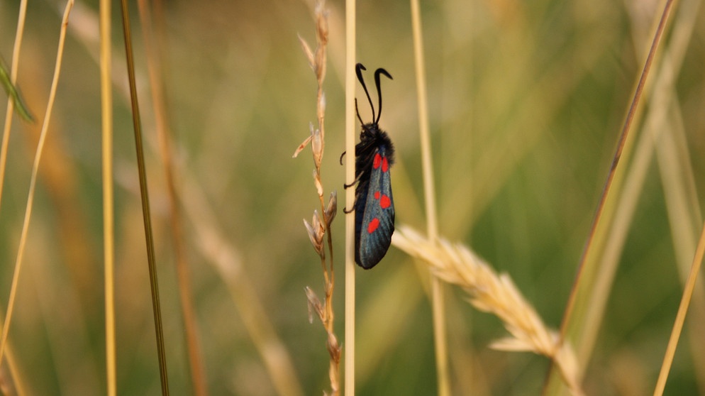 Widderchen auf einem Grashalm | Bild: Markus Gastl, Hortus Insectorum