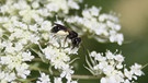 Furchenbiene, eine Wildbiene | Bild: Markus Gastl, Hortus Insectorum