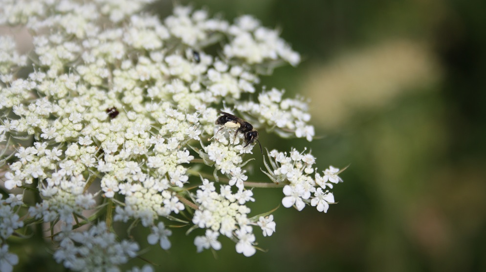 Furchenbiene, eine Wildbiene | Bild: Markus Gastl, Hortus Insectorum