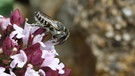 Kegelbiene, eine Wildbiene | Bild: Markus Gastl, Hortus Insectorum