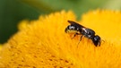 Löcherbiene, eine Wildbiene | Bild: Markus Gastl, Hortus Insectorum