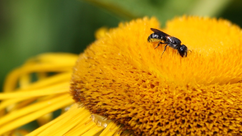 Löcherbiene, eine Wildbiene | Bild: Markus Gastl, Hortus Insectorum
