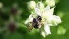 Sandbiene, eine Wildbiene | Bild: Markus Gastl, Hortus Insectorum