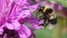 Gartenhummel an Indianernessel, sie ist eine Wildbiene | Bild: Markus Gastl, Hortus Insectorum