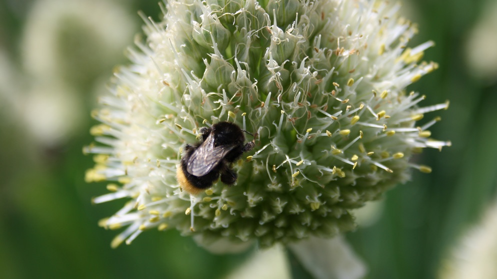 Steinhummel an Zwiebelblüte, sie ist eine Wildbiene | Bild: Markus Gastl, Hortus Insectorum