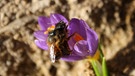 Zwei Mauerbienen auf Krokusblüte, sie sind Wildbienen | Bild: Markus Gastl, Hortus Insectorum