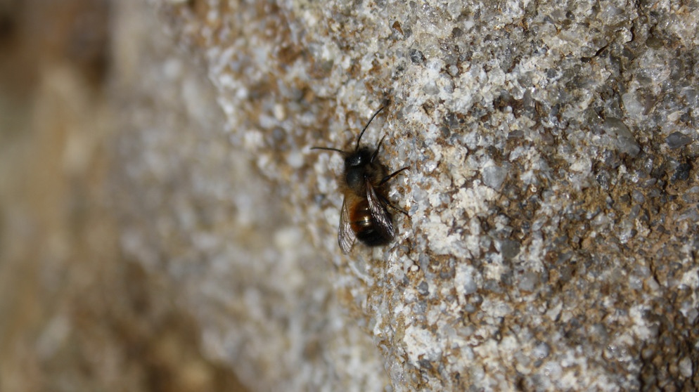 Mauerbiene auf sonnenbeschienenem Stein, sie ist eine Wildbiene | Bild: Markus Gastl, Hortus Insectorum