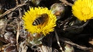 Honigbienen an Huflattich | Bild: Markus Gastl, Hortus Insectorum