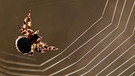 Spinne beim Weben ihres Netzes | Bild: picture-alliance/dpa