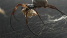 Goldene Radpinne in ihrem Spinnennetz | Bild: picture-alliance/dpa