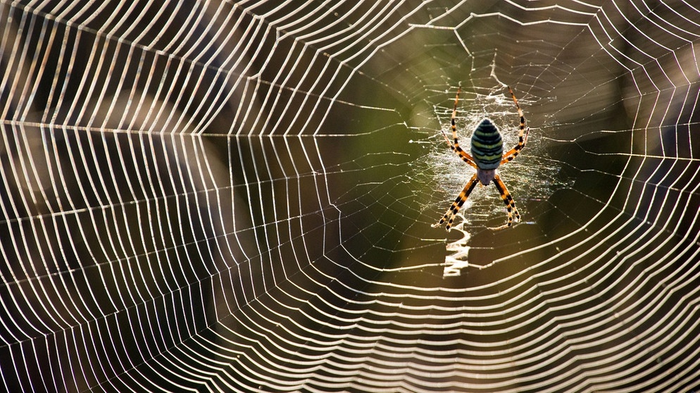 Wespenspinne in ihrem Spinnennetz | Bild: picture-alliance/dpa