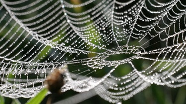 Spinnennetz voller Tautropfen | Bild: picture-alliance/dpa