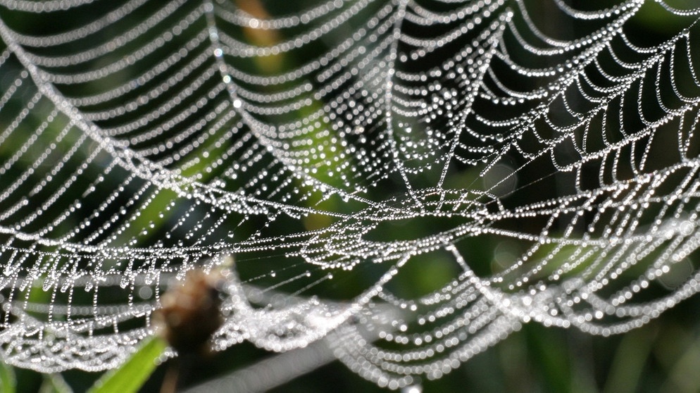 Spinnennetz voller Tautropfen | Bild: picture-alliance/dpa