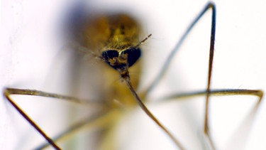 Eine Stechmücke | Bild: picture-alliance/dpa