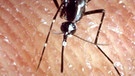 Eine Stechmücke beim Stechen | Bild: picture-alliance/dpa