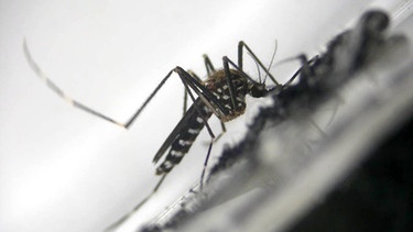 Asiatische Buschmücke - Aedes japonicus | Bild: picture-alliance/dpa