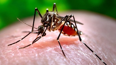 Asiatische Tigermücke - Aedes albopictus | Bild: picture alliance/AP Photo
