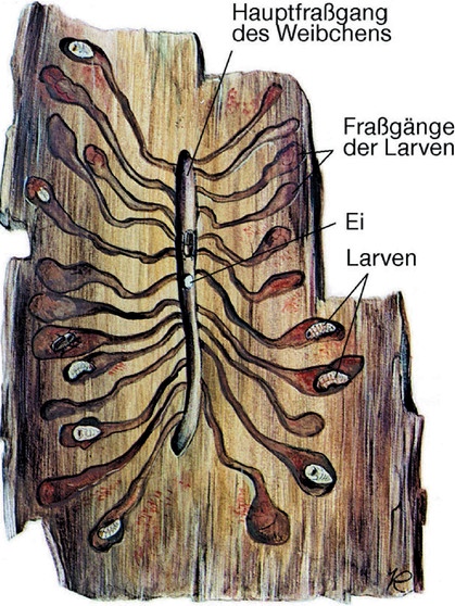 Eine Gefahr auch für den Wald in Bayern: der Borkenkäfer. Hier eine schematische Zeichnung. | Bild: picture-alliance/dpa