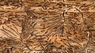 Eine Gefahr auch für den Wald in Bayern: der Borkenkäfer. Hier sind Borkenkäfer-Fraßgänge im Holz zu sehen. | Bild: picture-alliance/dpa