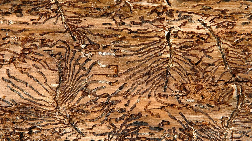 Eine Gefahr auch für den Wald in Bayern: der Borkenkäfer. Hier sind Borkenkäfer-Fraßgänge im Holz zu sehen. | Bild: picture-alliance/dpa