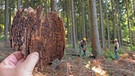 Eine Gefahr auch für den Wald in Bayern: der Borkenkäfer. Hier: Vom Borkenkäfer befallenes Stück Rinde. | Bild: picture-alliance/dpa