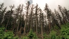 Eine Gefahr auch für den Wald in Bayern: der Borkenkäfer. So sehen vom Borkenkäfer befallene Bäume aus. | Bild: picture-alliance/dpa