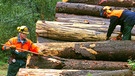 Waldarbeiter schälen Rinde von Baumstämmen. Borkenkäfer können verheerende Schäden im Wald anrichten. Davor sind auch die Wälder in Bayern nicht sicher. | Bild: picture-alliance/dpa